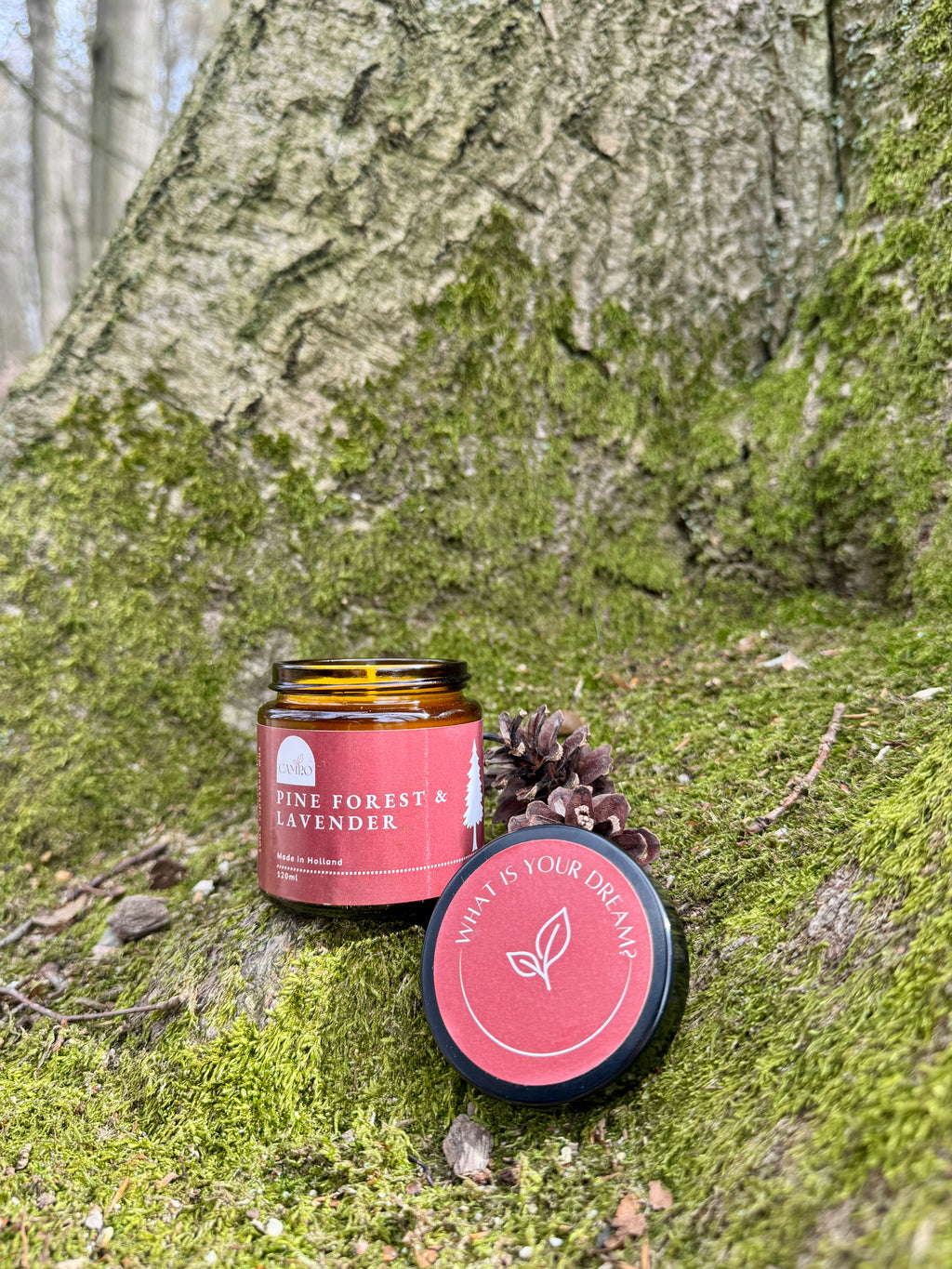 Pine Forest & Lavender
