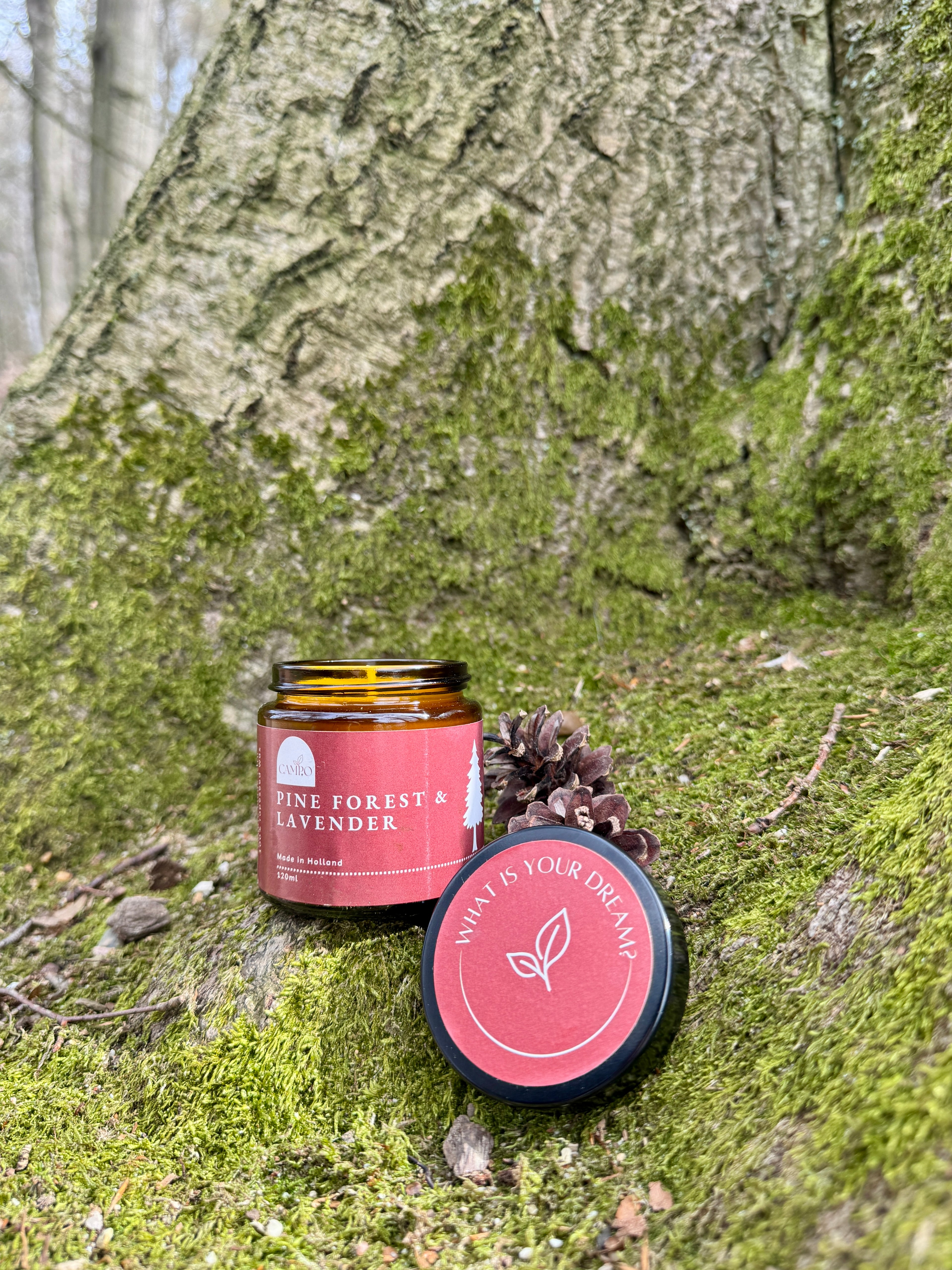 Pine Forest & Lavender
