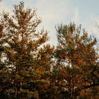 Pine Forest & Lavender