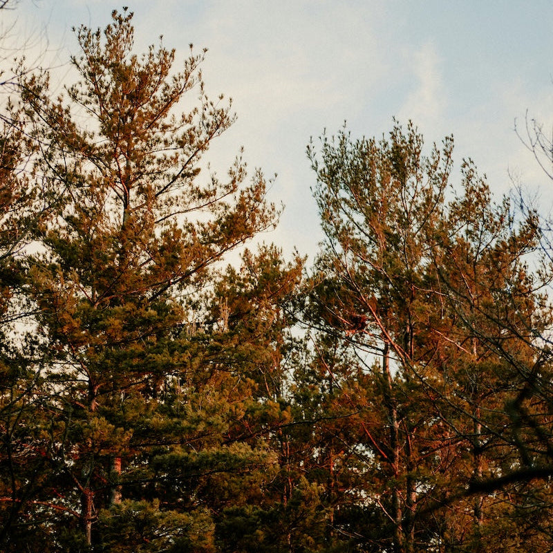 Pine Forest & Lavender